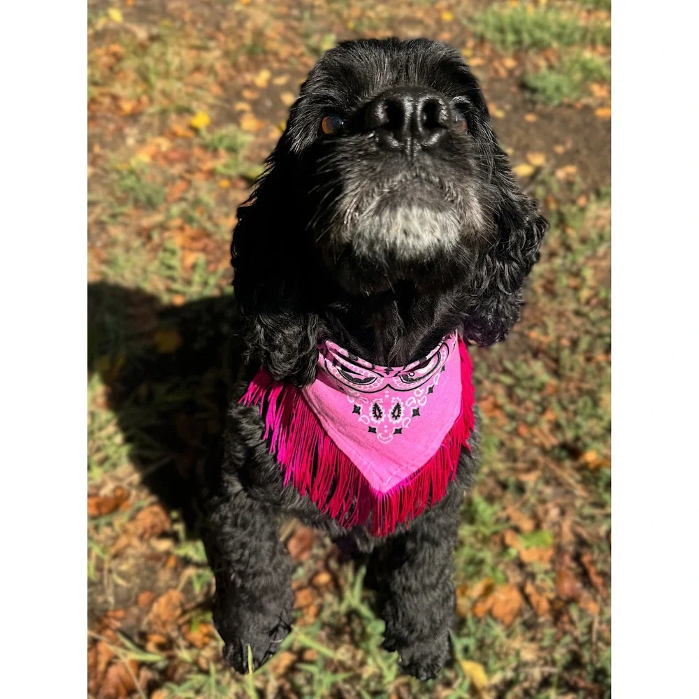 Rhinestone Cowgirl Pink Paisley Fringe Dog Bandana Handmade Western Accessory